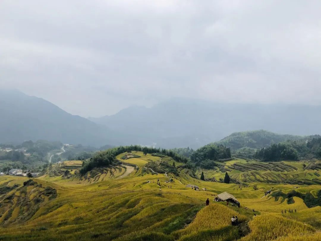 探索青山区，一个充满活力的城市社区