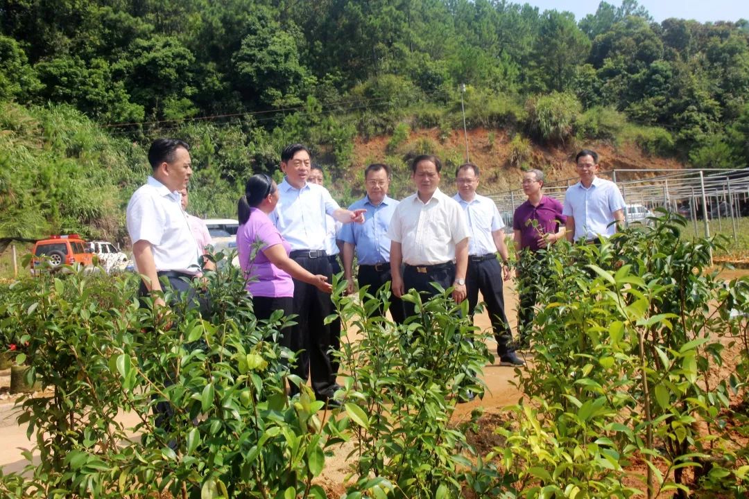 探索容县，繁华都市中的宜居之选