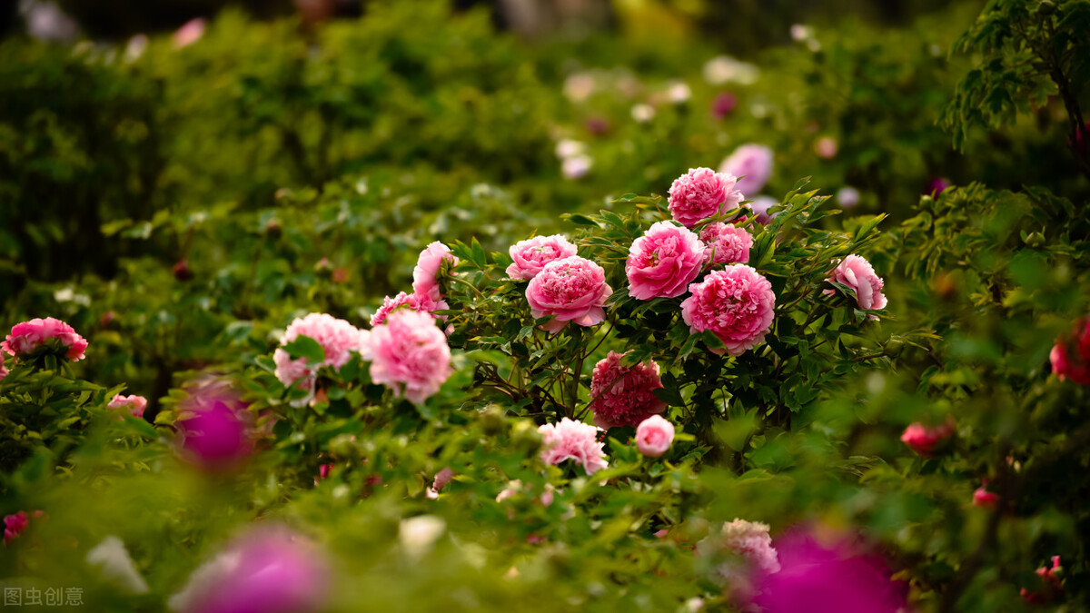 菏泽花都绿地——一个城市的生态绿洲